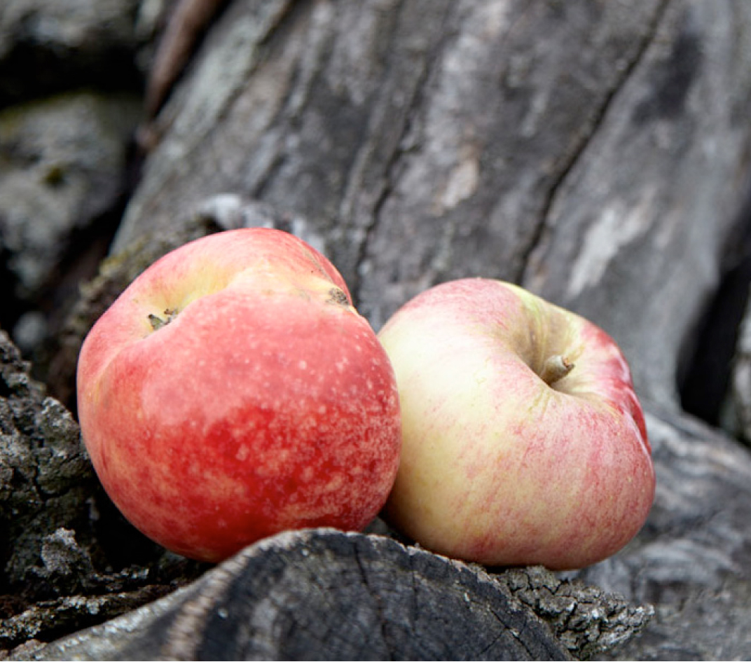 Natur_Apfel_01