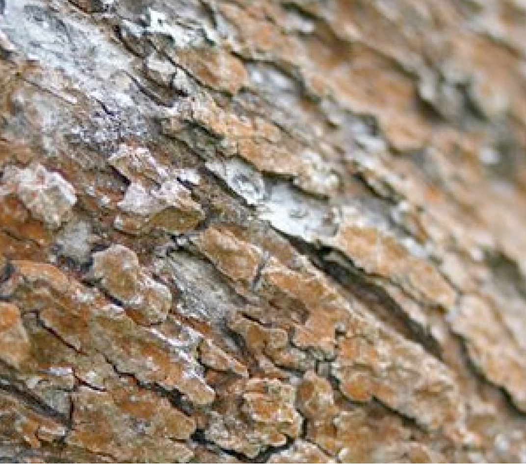 Natur_Holz_01