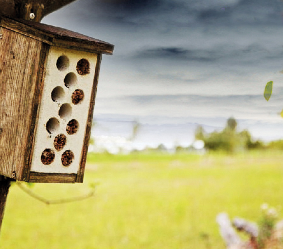 Natur_Insekten_01