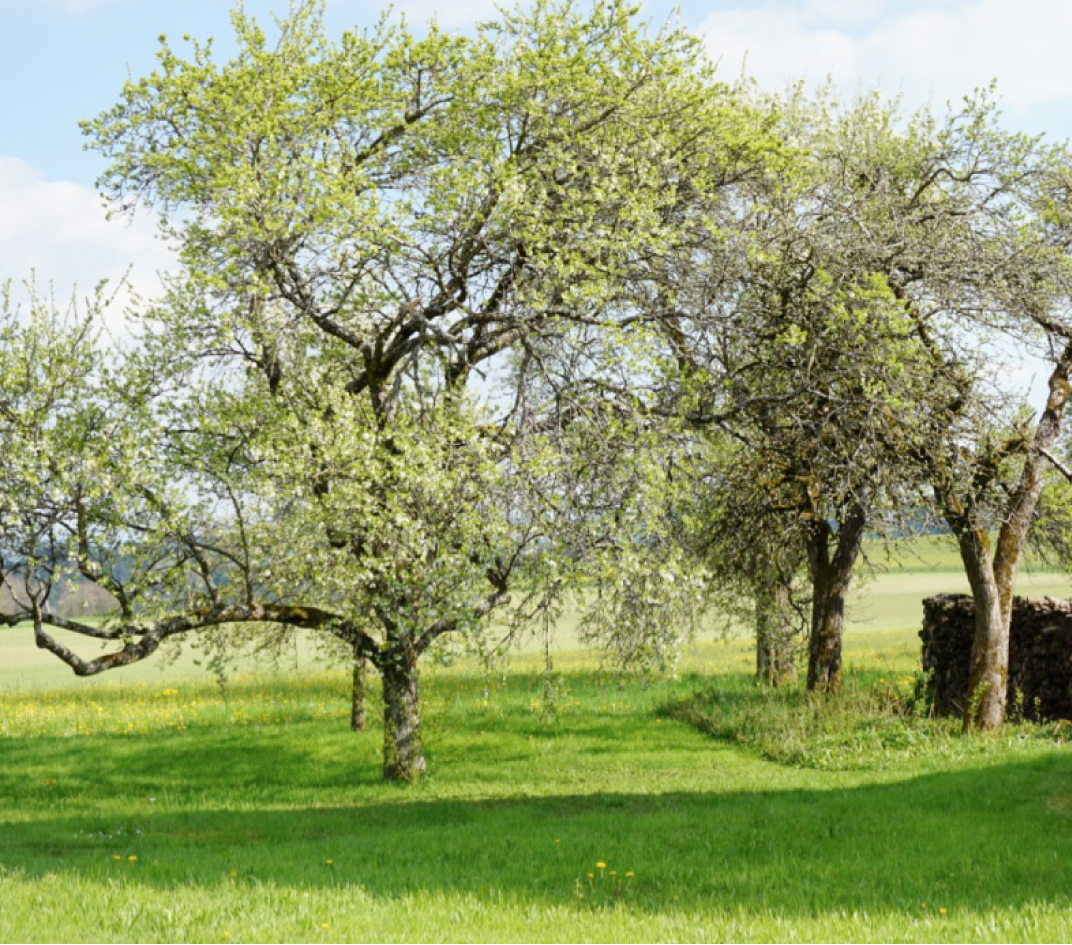 Natur_Wiese_01